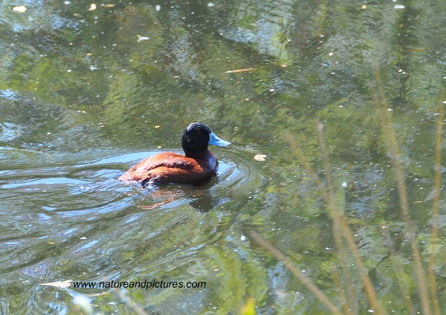 ruddy duck, ruddy ducks, ducks-2.jpg - RUDDY DUCK - REGENTS PARK - APRIL 2010